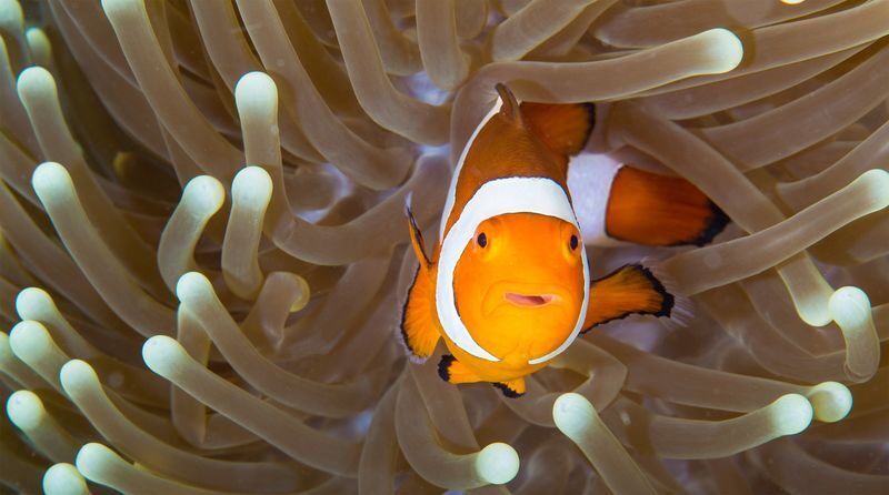 Zhuhai Chimelong Ocean Kingdom Tickets - Start with the animal exhibits