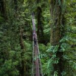 Zipline into an Ancient New Zealand Forest with Rotorua Canopy Tours - From the safety briefing to the last platform