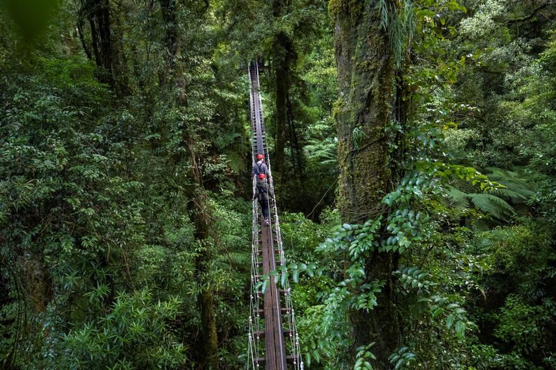 Zipline into an Ancient New Zealand Forest with Rotorua Canopy Tours - From the safety briefing to the last platform