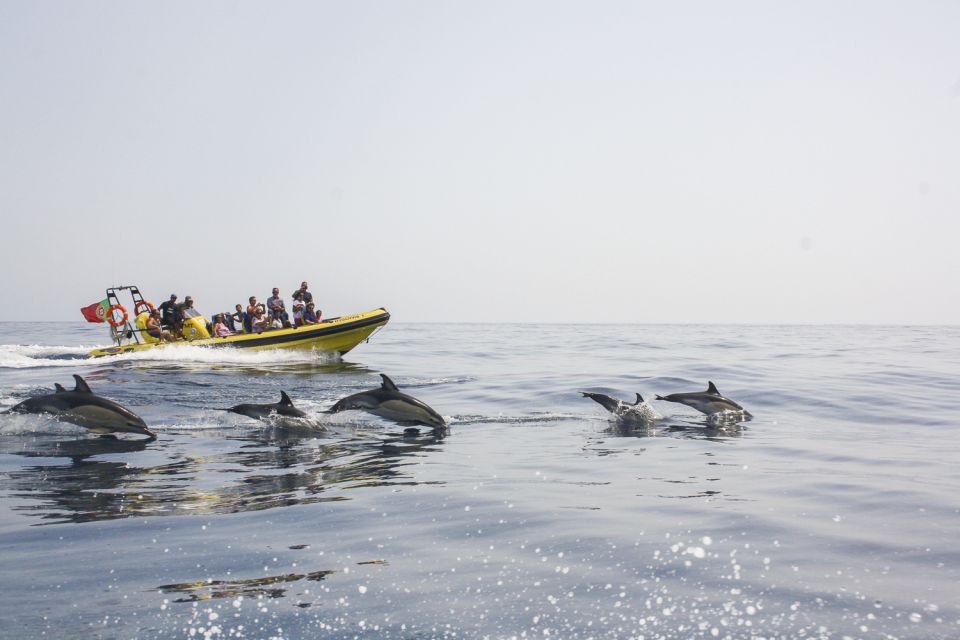 Albufeira: Benagil Caves & Dolphin Watching Speed Boat Tour - Experience