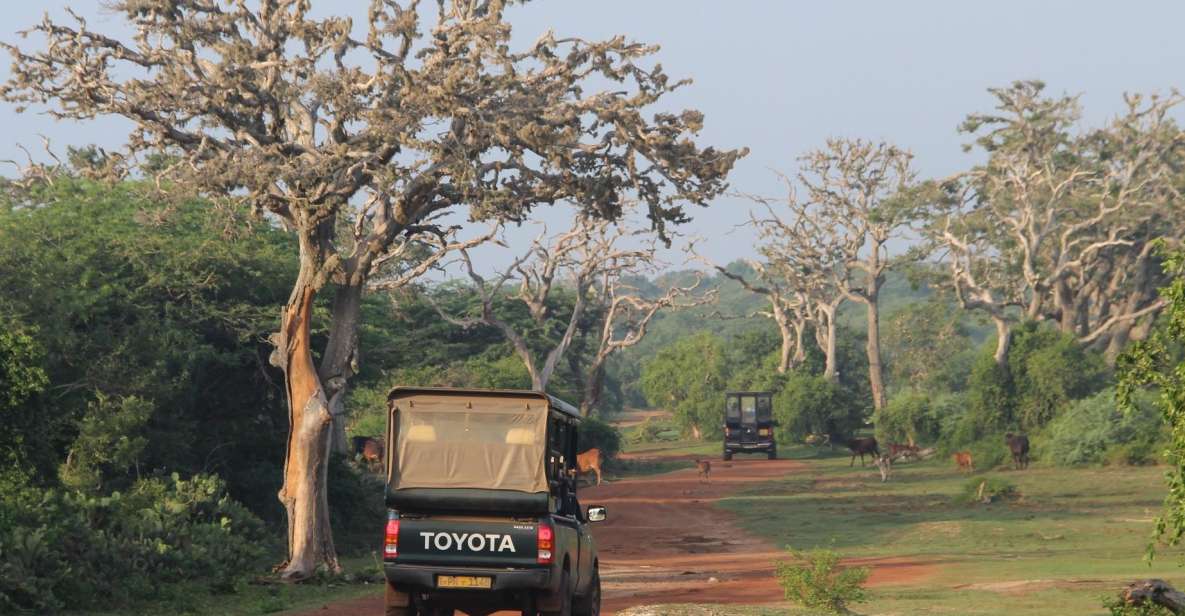 All-Inclusive Morning Game Drive at Bundala National Park - Morning Wildlife Experience