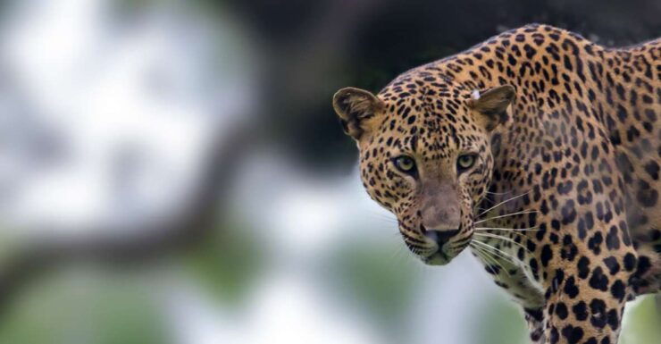 Bentota: Yala National Park Safari Jeep Tour in a 4x4 - Safari Experience