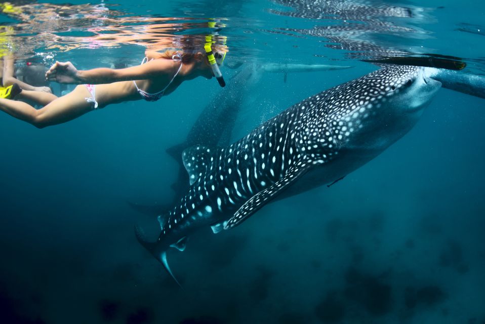Cebu: Oslob Whale Shark Swimming and Tumalog Falls Tour - Experience Highlights