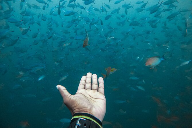 Discover SCUBA Diving in Beautiful Unawatuna Bay - Discovering Marine Life in Unawatuna Bay