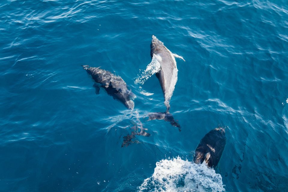Dolphin and Whale Watching in Negombo - Offered by Z R I Adventures (Private) Limited