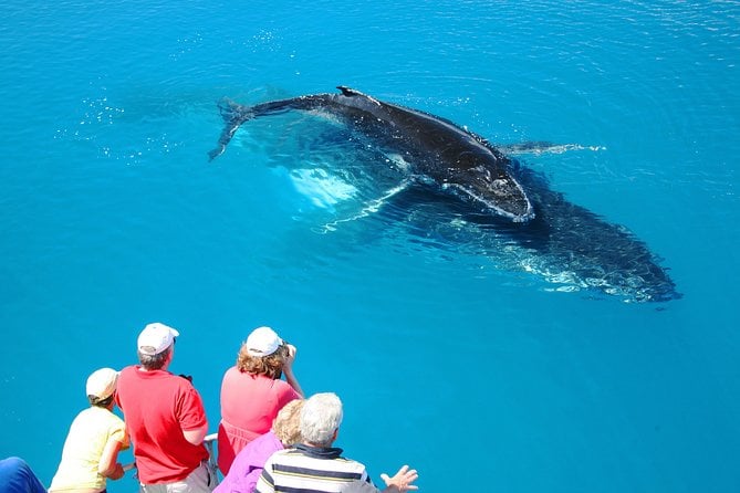 Hervey Bay Whale Watching Cruise - Meeting and Pickup Information
