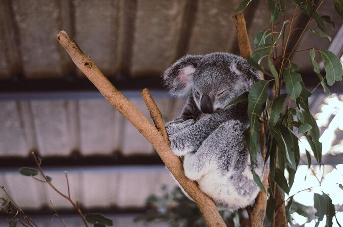 Lone Pine Koala Sanctuary Admission With Brisbane River Cruise - Worlds First and Largest Koala Sanctuary