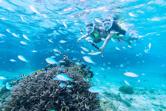 Miyakojima / Snorkel Tour to Enjoy Coral and Fish - Additional Info