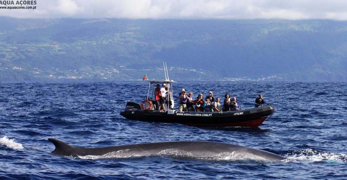 Pico Island: Azores Whale & Dolphin Watching on Zodiac Boat - Experience Highlights