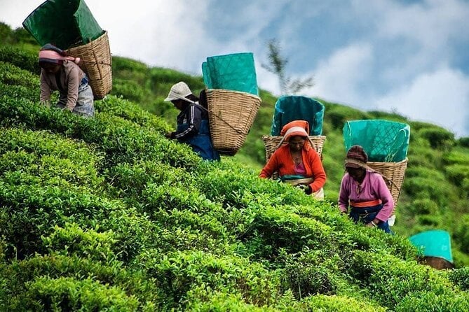 Private Tea Tour and Tea Factory - Health and Participation Requirements