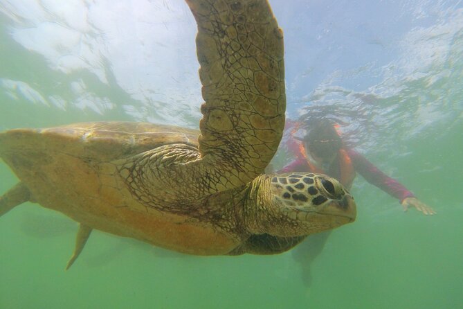 Snorkeling With Sea Turtles in Mirissa (Pickup and Drop Included) - Logistics and Accessibility