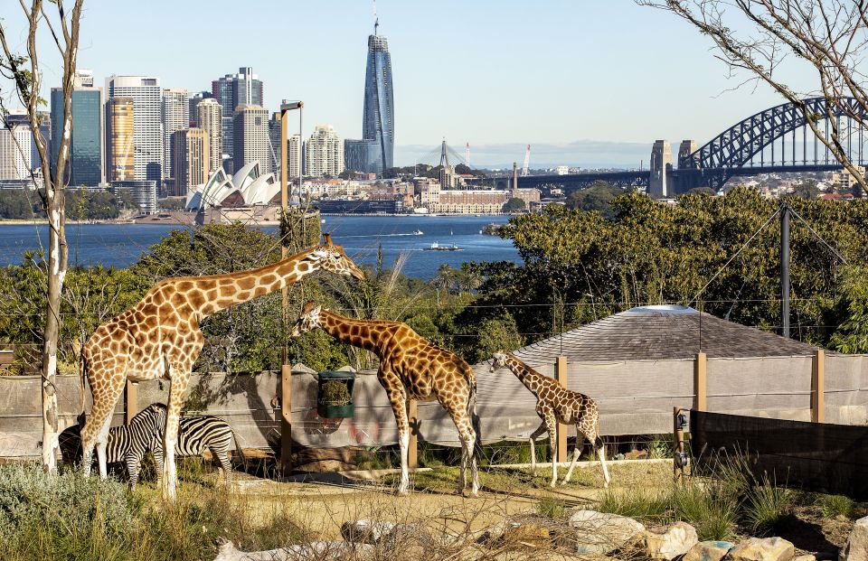 Sydney: Taronga Zoo Ticket With Return Ferry - Experience