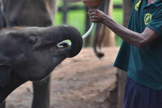 Udawalawe National Park Safari With Elephant Transit Home Visit - Safari Overview
