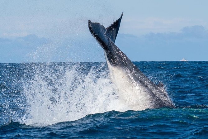 Whale Watching Boat Trip in Sydney - What To Expect