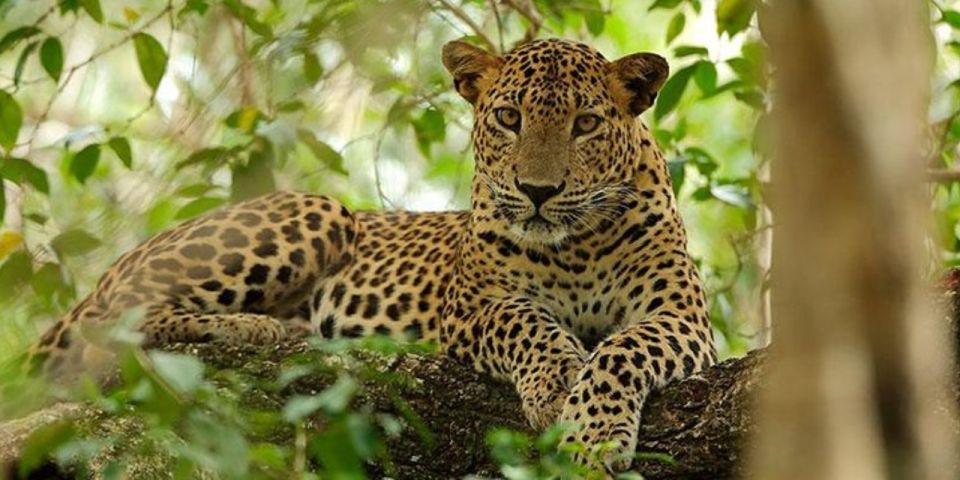 Wilpattu Wildlife Adventure:Day Safari With Picnic Meals - Highlights