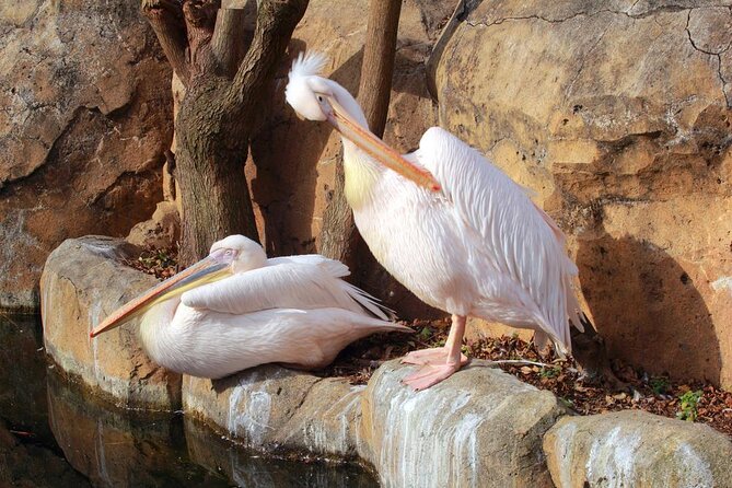 Yokohama Zoo Zoorasia Admission Ticket - Visitor Etiquette and Restrictions