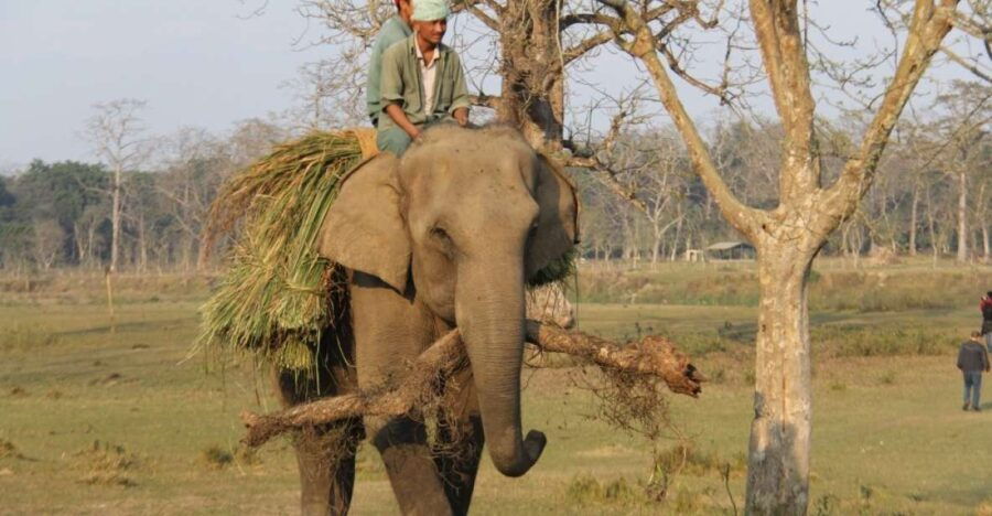 3 Day Nepal Chitwan Jungle Safari Tour From Kathmandu - Good To Know