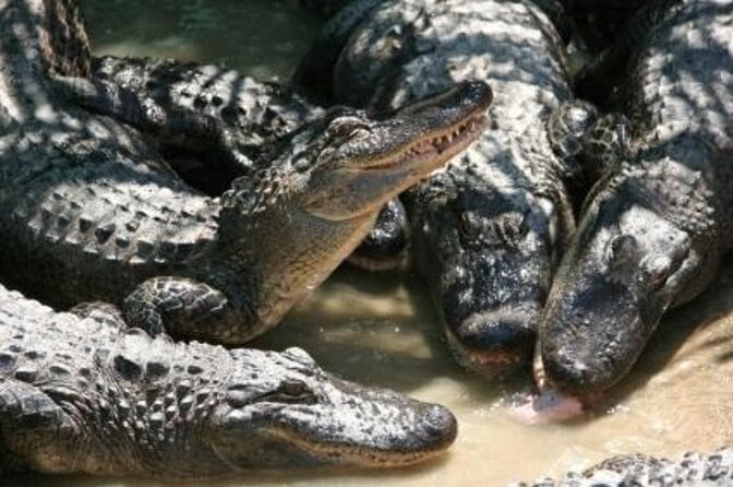 3 in 1 Tour: Matso's Brewery, Broome Museum & Malcolm Douglas Crocodile Park - Good To Know
