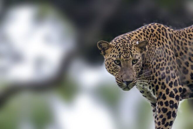 Bentota: Yala National Park Safari Jeep Tour in a 4x4 - Yala National Park Description