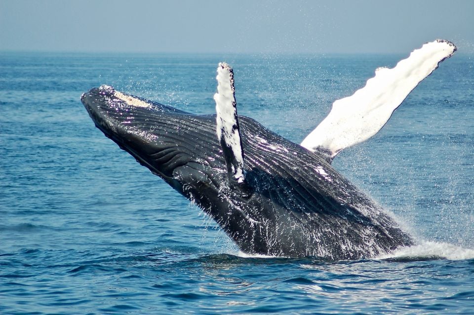 Dolphin and Whale Watching in Negombo - New Activity Available
