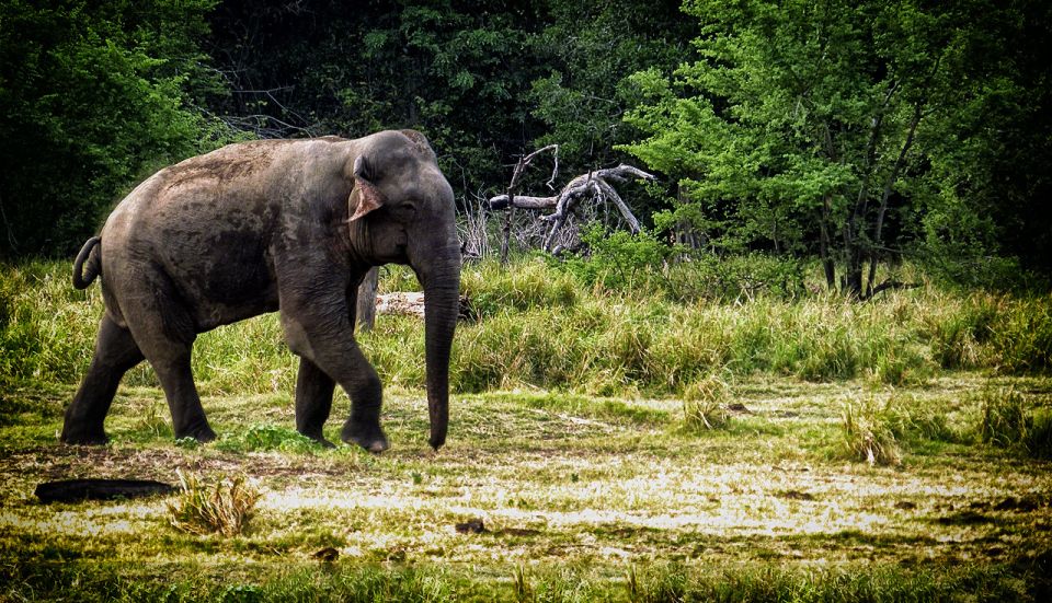 From Ella: All Inclusive Udawalawe National Park Safari Tour - Wildlife at Udawalawe National Park