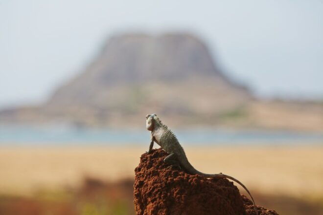 From Ella: Yala National Park Safari Tour in a 4x4 - Customer Reviews