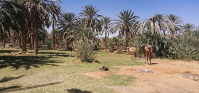 Full Day Excursion to Ksar Ghilane by 4x4. - Important Information