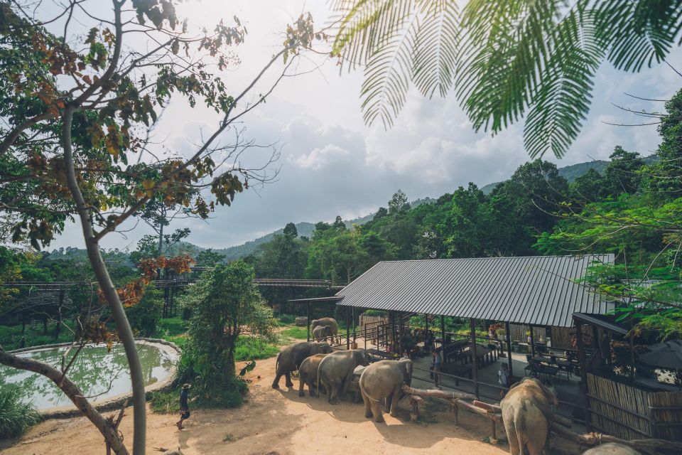 Koh Samui: Elephant Kingdom Sanctuary Half-Day Tour - Highlights of the Tour