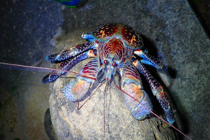 [Okinawa Iriomote] Night Adventure Tour - Cancellation Policy