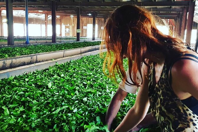 Private Tea Tour and Tea Factory - Cancellation Policy