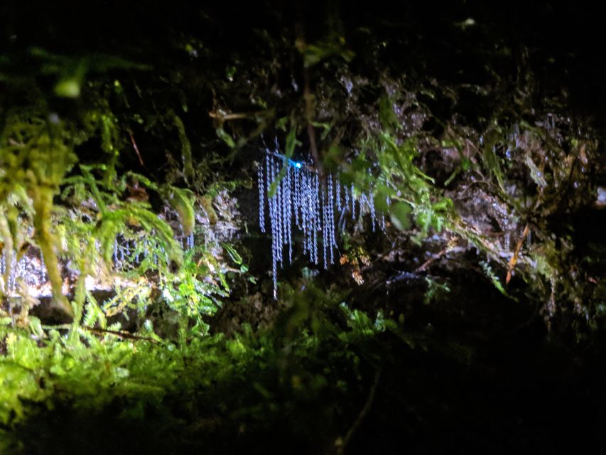 Rotorua: Nocturnal Glow Worm Tour With a Guide - Full Tour Description
