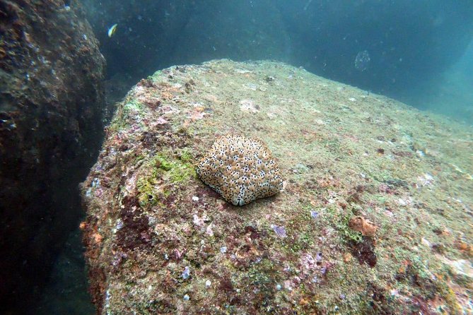 Scuba Diving in Unawatuna - Reviews and Questions