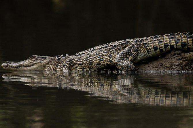 Solar Whisper Daintree River Crocodile and Wildlife Cruise - Additional Information