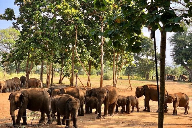 Udawalawe National Park Safari With Elephant Transit Home Visit - Reviews