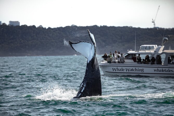 Whale Watching Boat Trip in Sydney - Additional Information