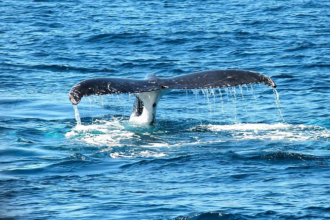 Whales Watching Mirissa - What to Bring on a Whale Watching Trip