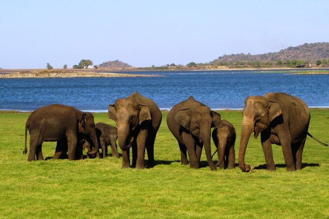 Yala National Park With Experienced Driver/Guide - Private Tour - Experience Details