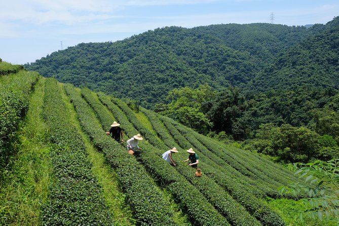 Yilan Rural Tea Picking Experience From Taipei City - Tasting Various Flavors of Tea