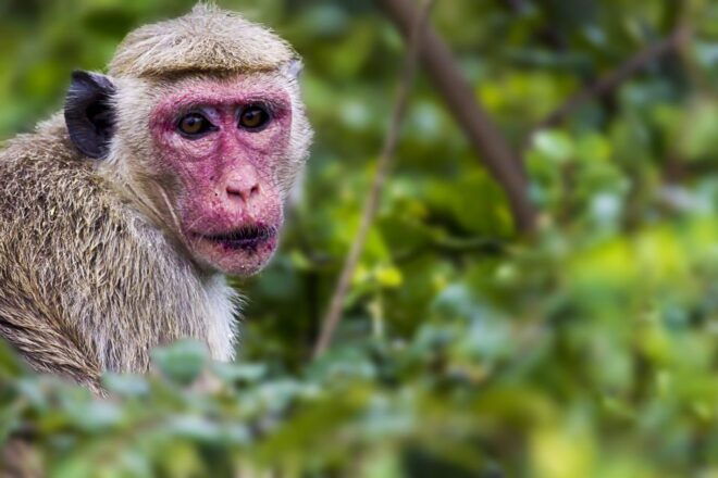 Bentota: Yala National Park Safari Jeep Tour in a 4x4 - Safari Highlights