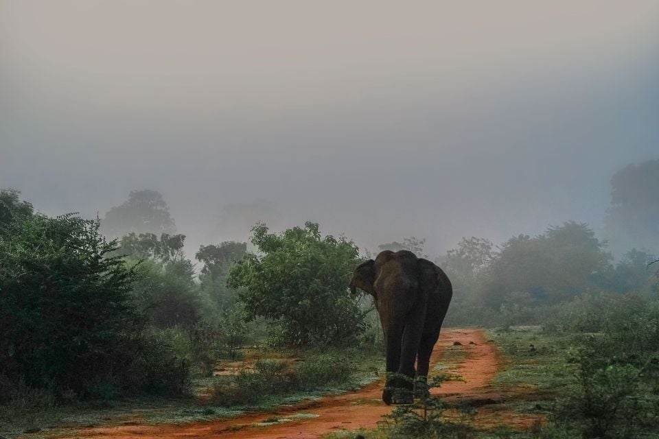 Colombo: 2-Day Cultural Highlights & Heritage Sites Tour - Minneriya National Park Wildlife Safari