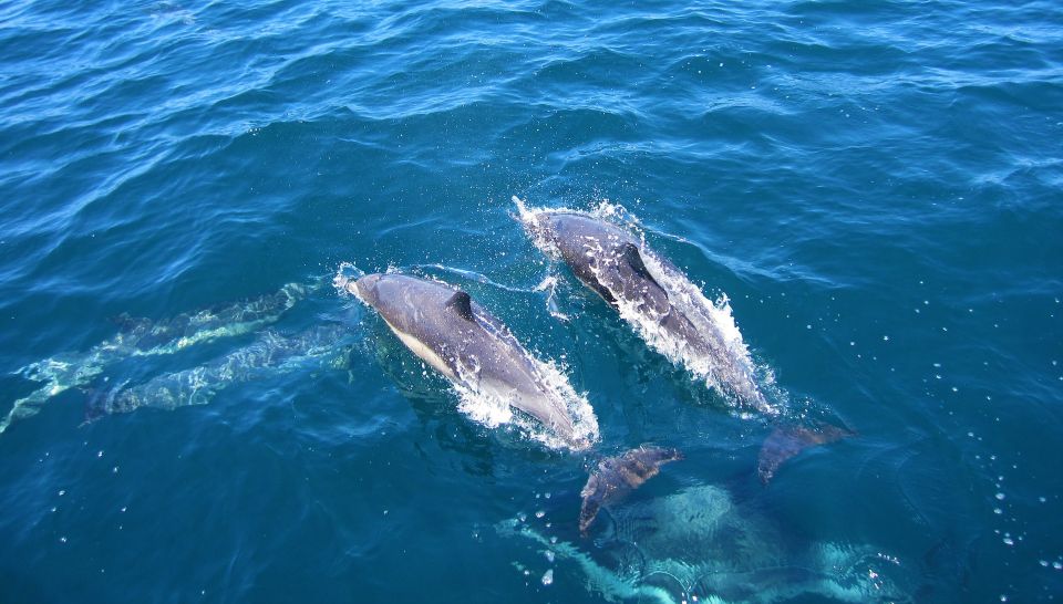 Dolphin and Whale Watching in Negombo - Can Be Added to Wishlist