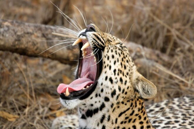 From Ella: Yala National Park Safari Tour in a 4x4 - Location Highlights