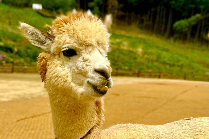 Full-Day Private Tour to Alpaca World/Nami Island With Tickets - Questions and Terms
