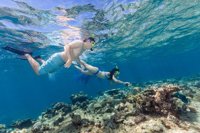 Great Barrier Reef Snorkeling and Diving Cruise From Cairns - Snorkeling Experience