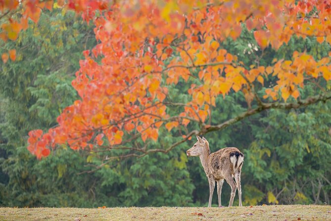 Kyoto and Nara 1 Day Bus Tour - Negative Feedback - Lack of Information and Communication