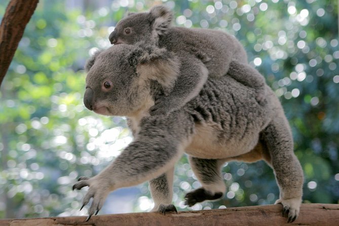 Lone Pine Koala Sanctuary Admission With Brisbane River Cruise - Wild Lorikeets at Lone Pine