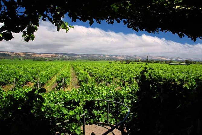 Mclaren Vale Winery Small Group Tour With Wine Tasting and Lunch - Traveler Experiences