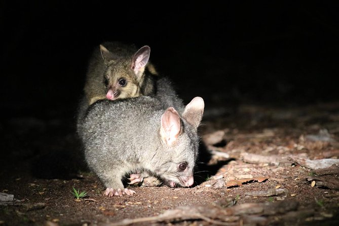 Nocturnal Wildlife Tour From Busselton or Dunsborough - Reviews