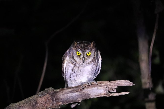 [Okinawa Iriomote] Night Adventure Tour - Reviews