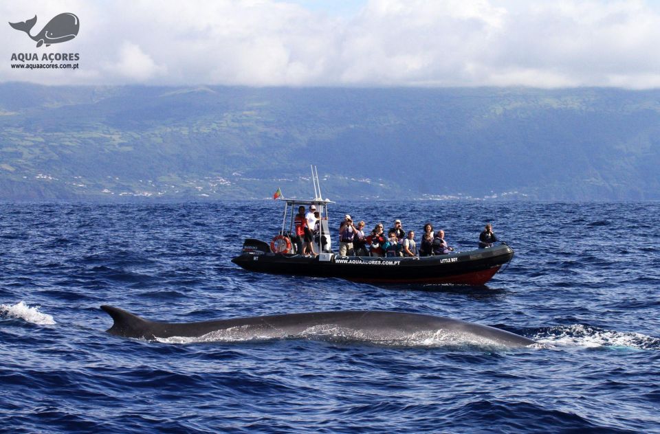 Pico Island: Azores Whale & Dolphin Watching on Zodiac Boat - Educational Experience